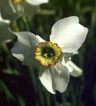 NarcissusAngustifolius