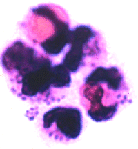 A Neisseria 
gonorhoeae mikroszkpos kpe
