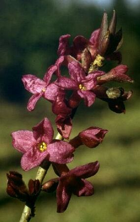 Daphne Mezereum