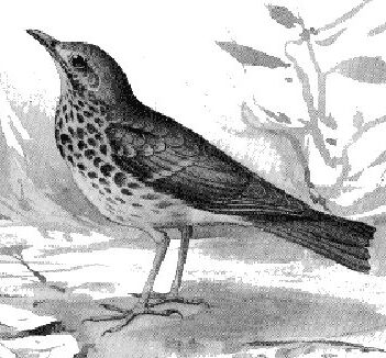 nekes rig - Turdus philomelos